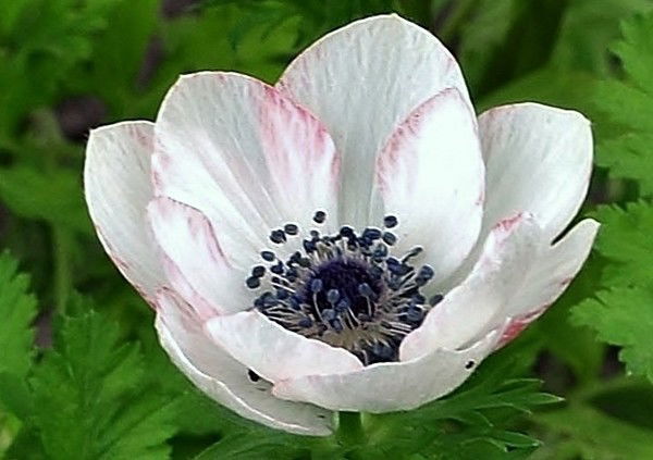 Сабира Жанбирбаева