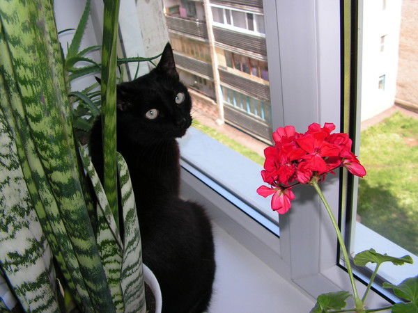 Елена Вареник