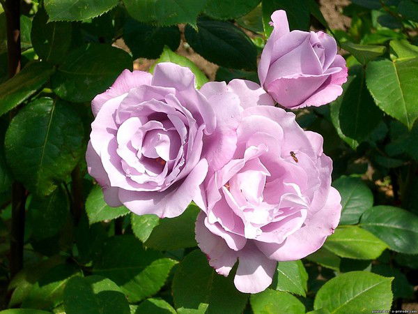 Гулназ Жолтаева