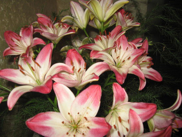 Елена Исаева