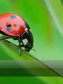 Рашид Мухаметов