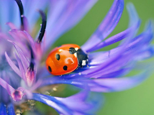 Рубина Мубаракзянова