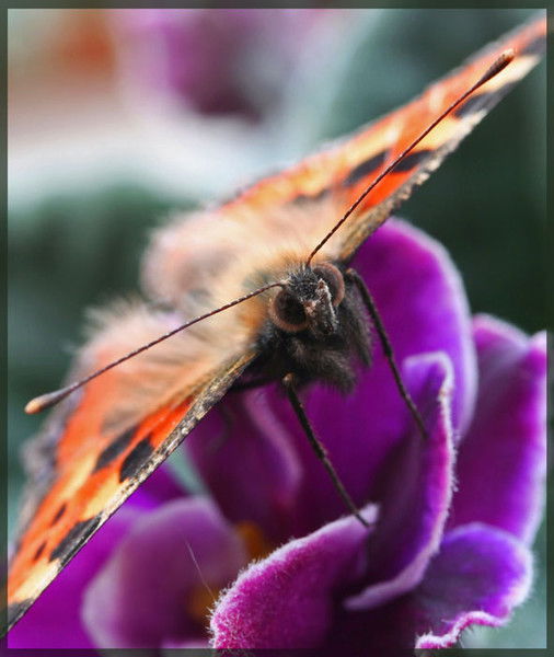 Елена Боженко