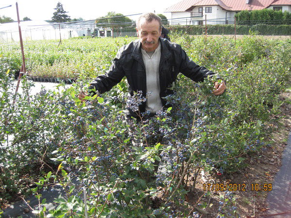 Владимир Плашенко