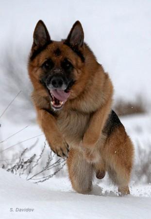 Данил Вилданов