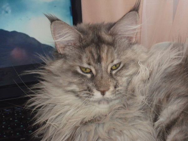 Stels Радченков