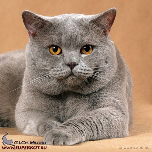 Наталья Елькина