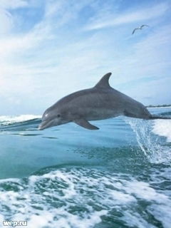 Аделина Адигамова