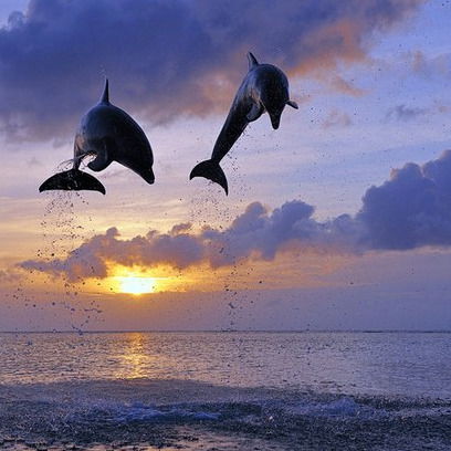 Света Лютых