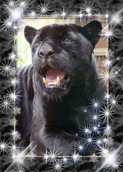 Светлана Аржадеева