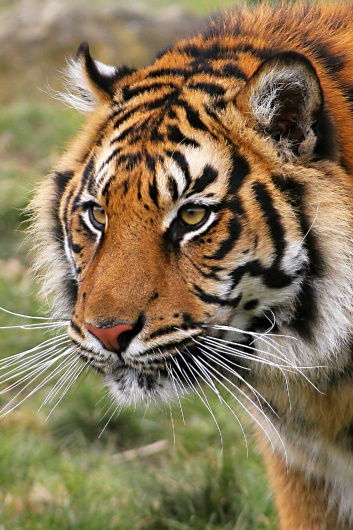 Александр Уласевич