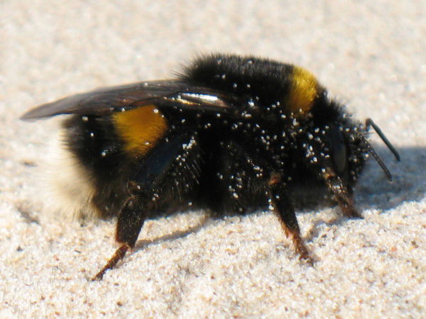 Elena Astrakhantseva