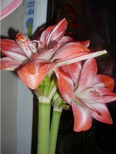 Максад Шамшидинов