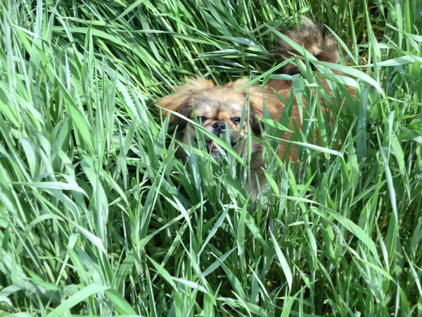 Иринка Дашивец