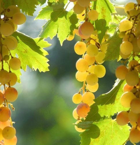 Виктор Виноград