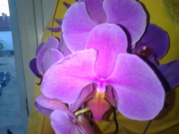 Елена Денисова