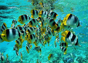 Чимитов Эрдэн