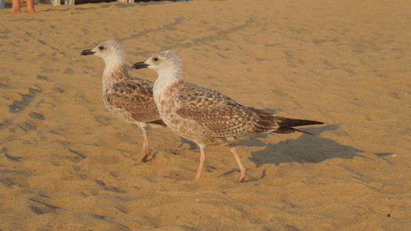 Ольга Золоманова