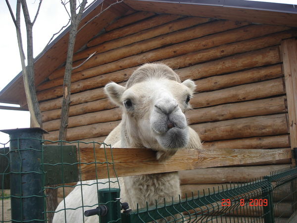 Андрей Жаров