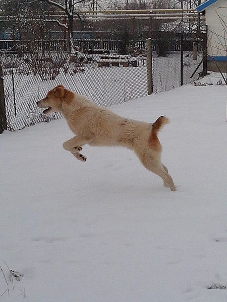 Андрей Андрей