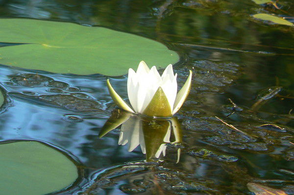 Наталья Пируева