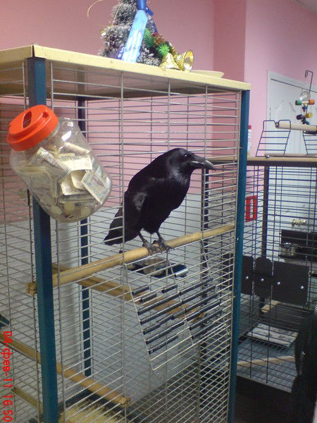 Галина Владимирова