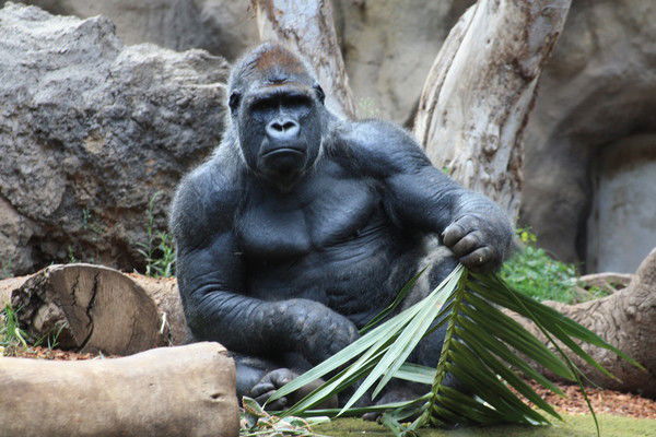 Игорь Ерохов