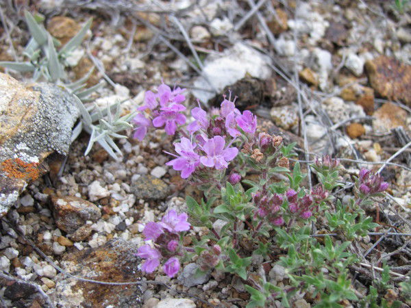 Елена Вязьмина