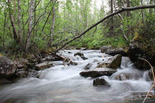 Елена Ивашкова