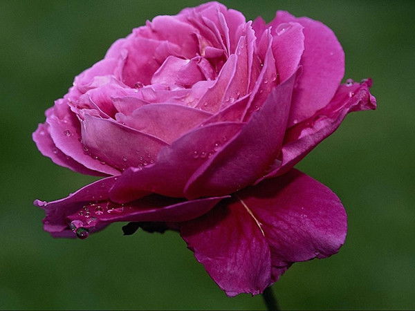 Арайлым Тлеугазина