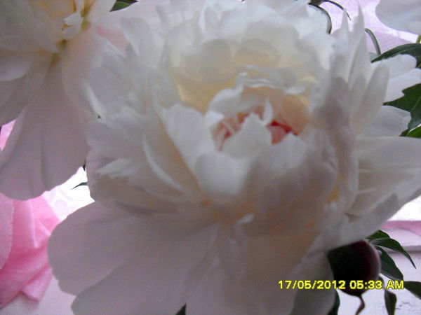 Татьяна Михайлюкова