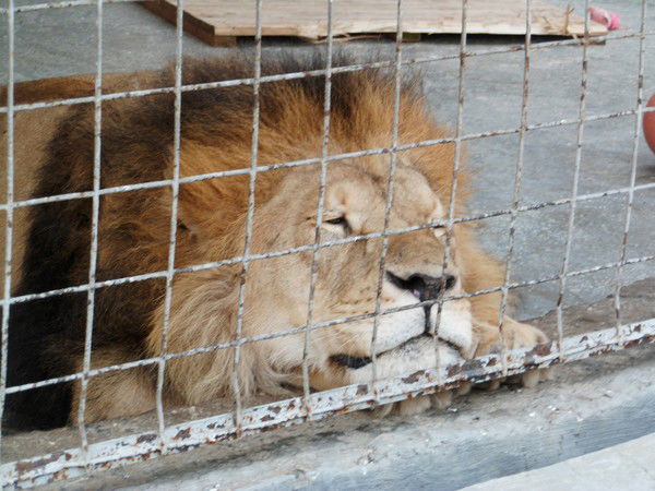 Кристина Семенова