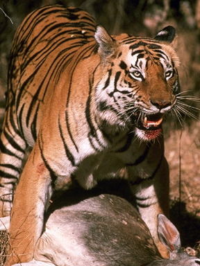 Александр Готов