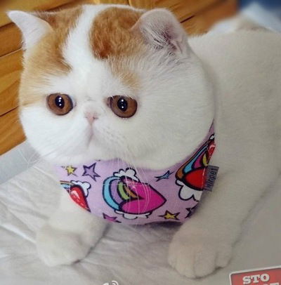 Вероника Стерхова