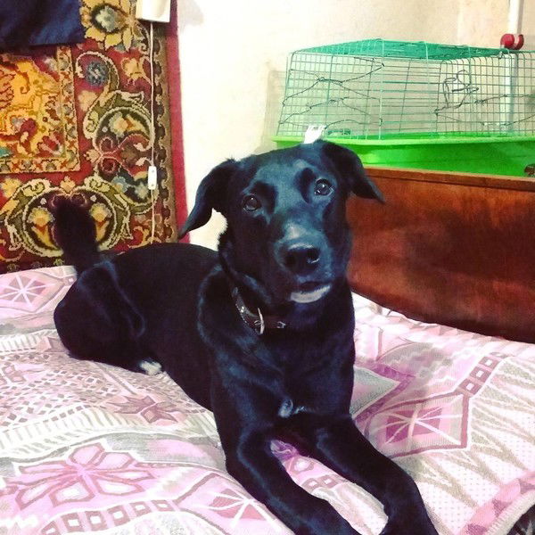 Маленький Лордик