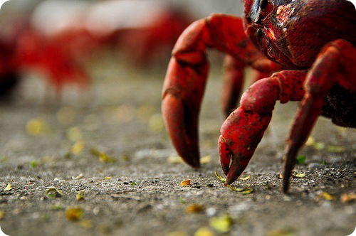 Вовко Ткаченко