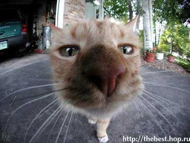 Рита Рябчикова