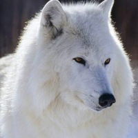 Димон Скалецкий