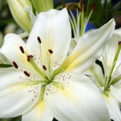 Елена Шутова