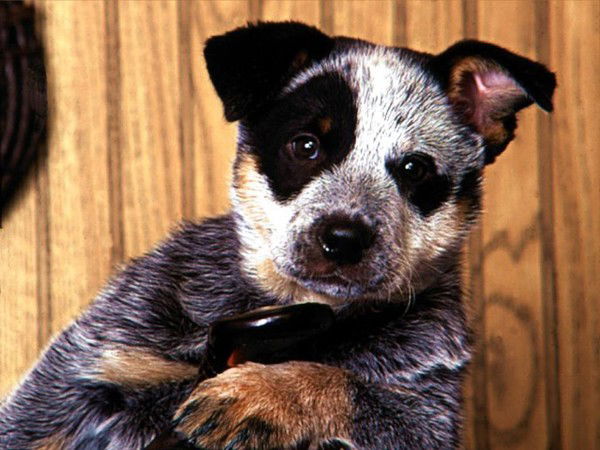 Сергей Растрыгин