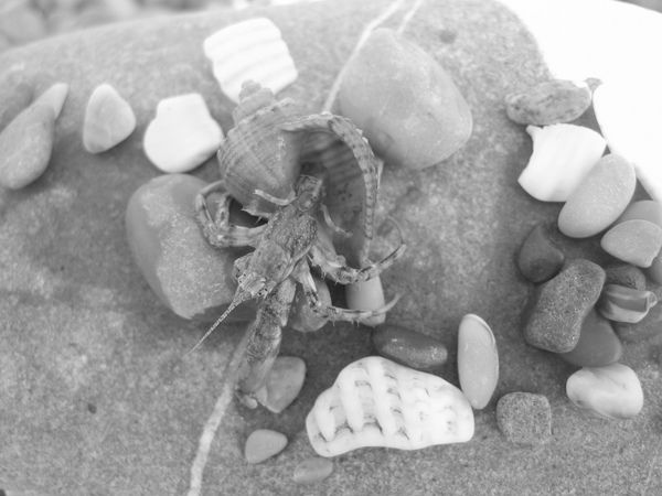 Сергей Буданов