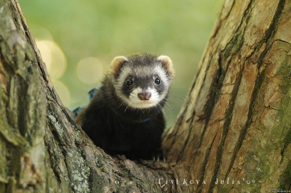 Валерий Пашковский