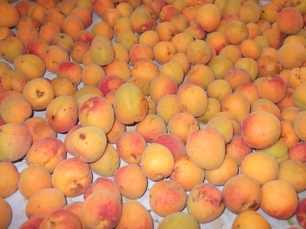 Дарья Грицышина