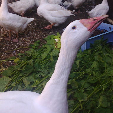 Александр Иванькин