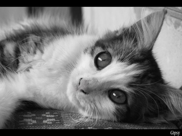 Диана Гордеева