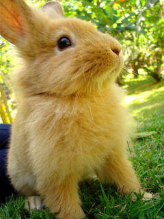 Нина Ульянова