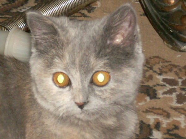 Валерий Перфильев