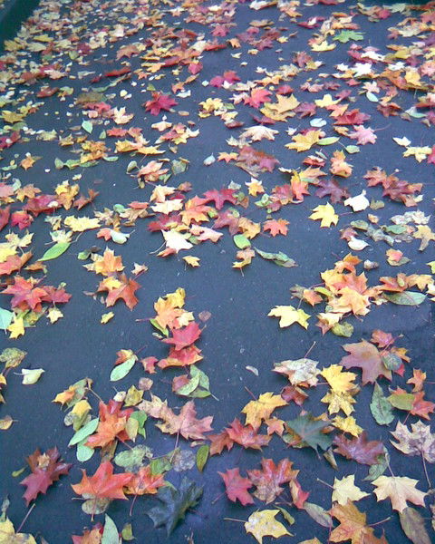 Бульдог Харламов