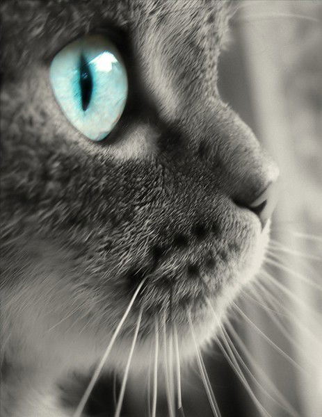 Жека Мамошкин