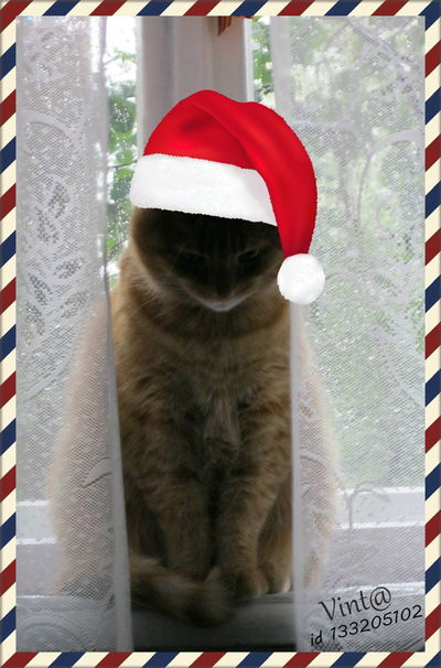 Алина Хафизова